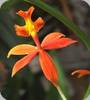 Epidendrum ibaguense Vermelho